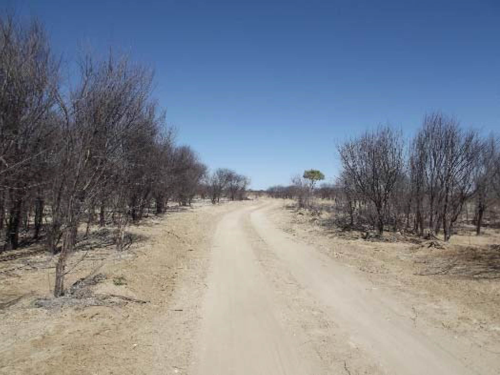 A Prickly Acacia infestation showing bare ground under the trees.