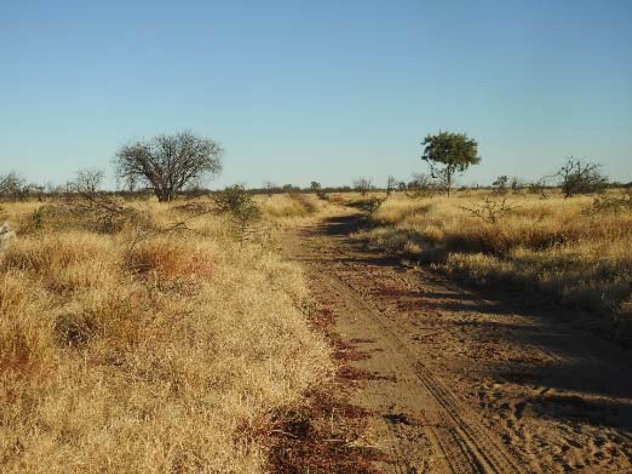 The same site with no Prickly Acacia and abundant, healthy native grasses.