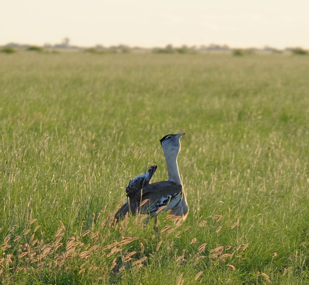 An Australian bustard in a field of grass.