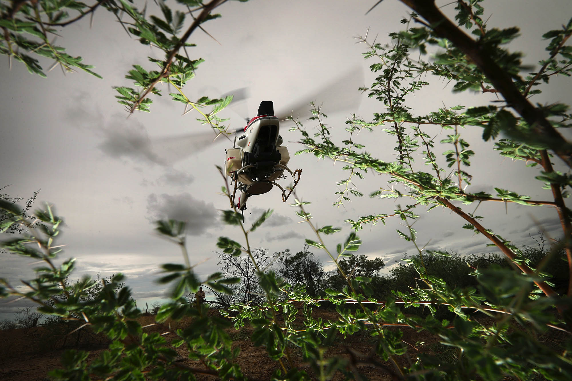 A drone flying above some Prickly Acacia trees.